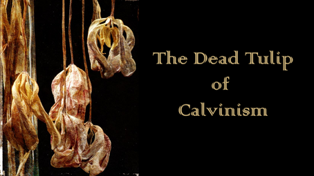 Redemption #7 - The Dead Tulip of Calvinism